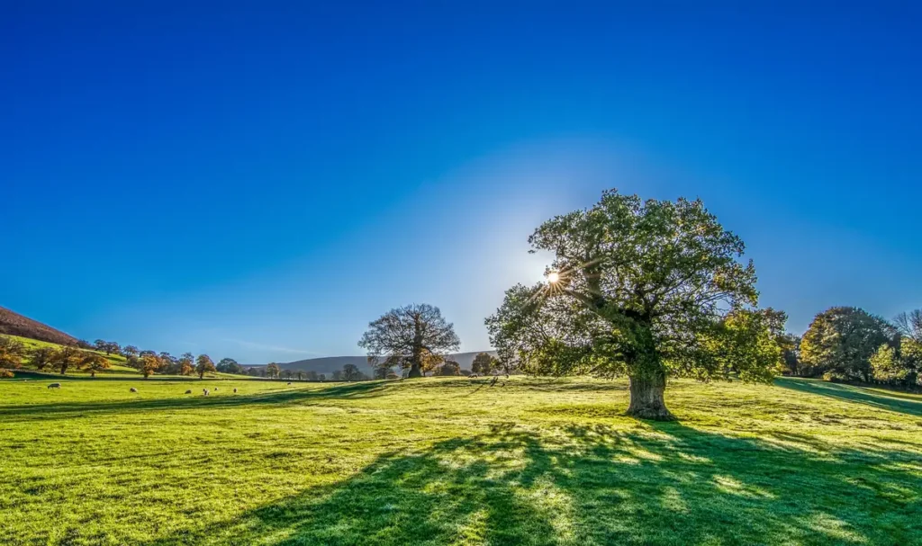 A large oak tree in a sunlit field under a clear blue sky