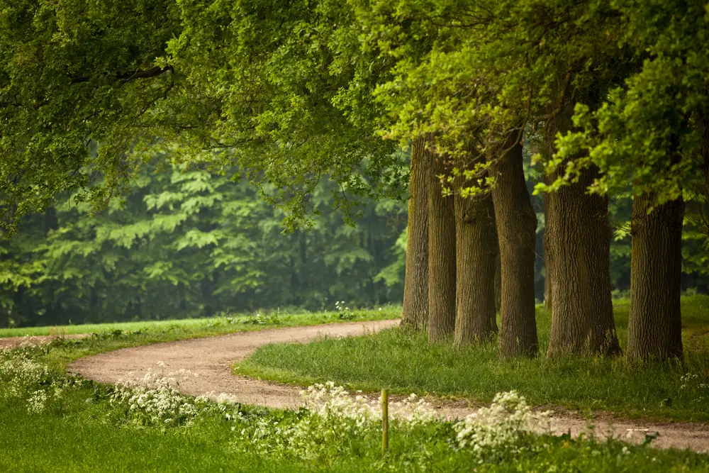 A lane curving past a row of tall trees